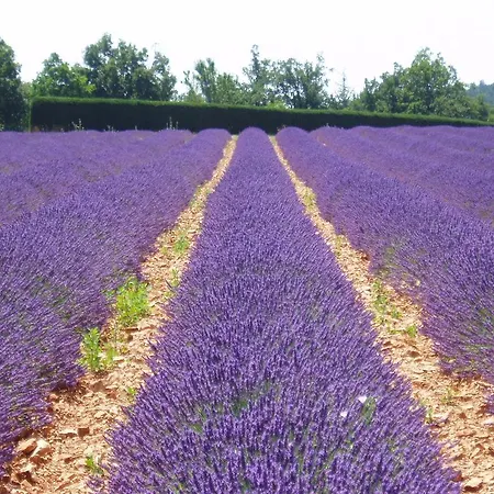 L'alleve Lus-la-Croix-Haute